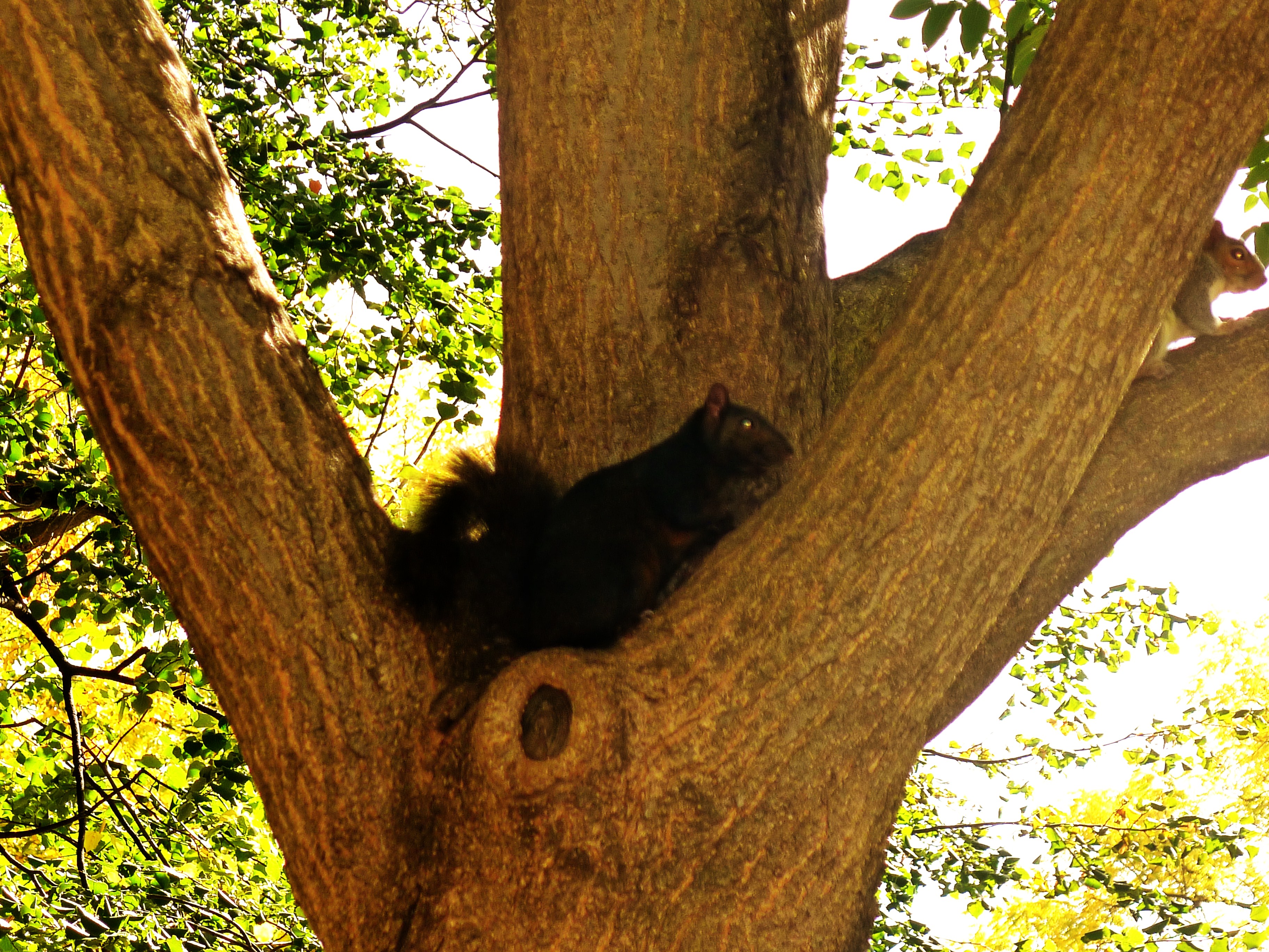 Black Squirrel in D.C.